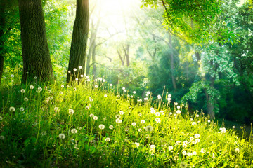 Wiosenna natura, piękny krajobraz, zielona trawa i drzewa
