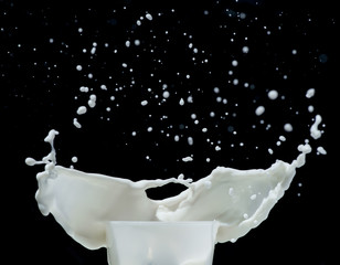 Splashing milk black isolated