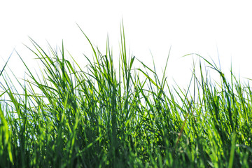 Isolated grass