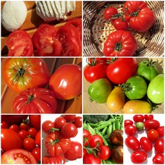 tomates