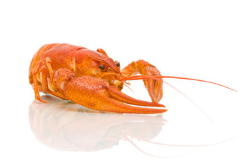 crayfish closeup on white background