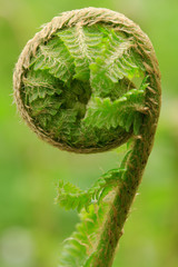 Young fern © Denis Petrikov