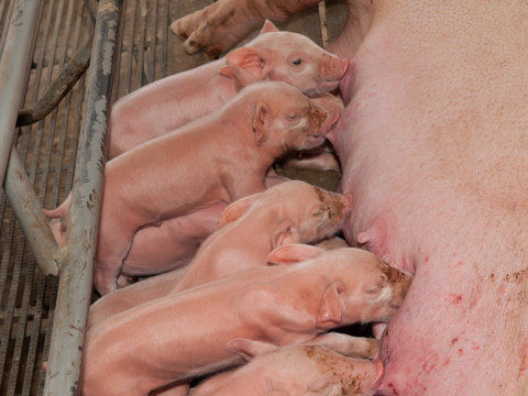 Nursing Piglets