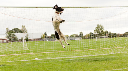 It's a goal! A spaniel puppy jumping into the air with a soccer net behind.