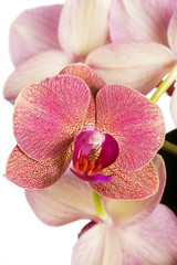 Fototapeta na wymiar Różowy kwiat orchidei smugi na białym
