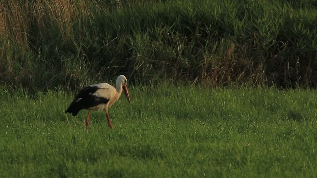 Storch auf Nahrungssuche