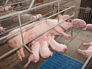 Nursing Piglets