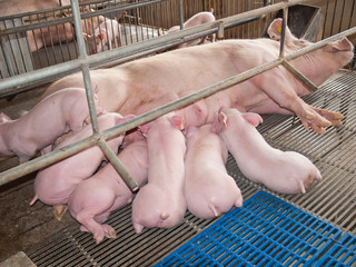 Nursing Piglets
