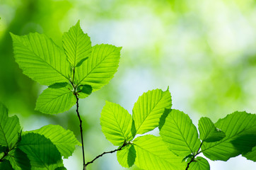 Fototapeta na wymiar Green leaves