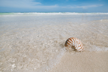 nautilus shell  in blue sea wave, shallow dof