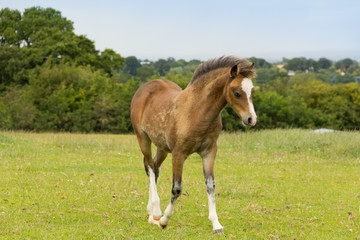 Foal in the field. 