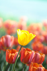 Yellow tulip surrounded by red tulips