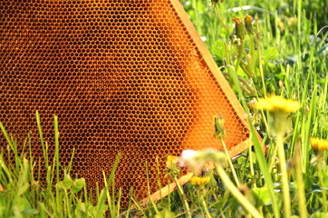 ramka pszczela na łące