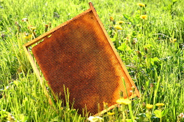 ramka pszczela na łące - obrazy, fototapety, plakaty