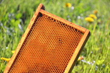 ramka pszczela na łące