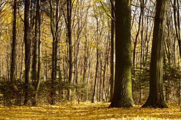 Fototapeta premium forest