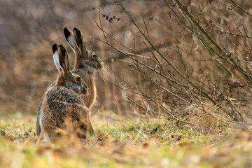 rabbit