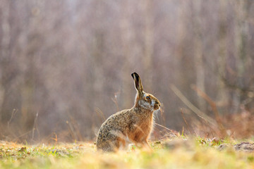 rabbit