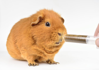 emergency, feeding Guinea pig with pulp