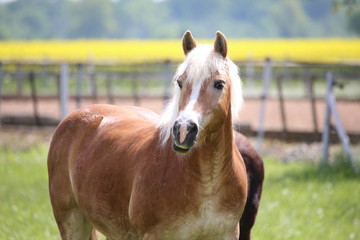 Pferd auf Koppel