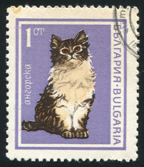 Angora cat