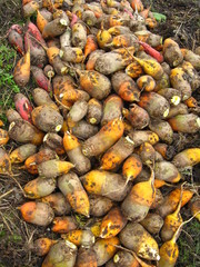 a lot of  mangel-wurzels