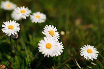 Fototapeta premium White daisies in a green meadow