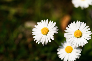 Obraz na płótnie Canvas White daisies in a green meadow