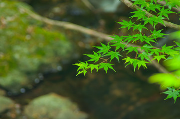 渓流とモミジ