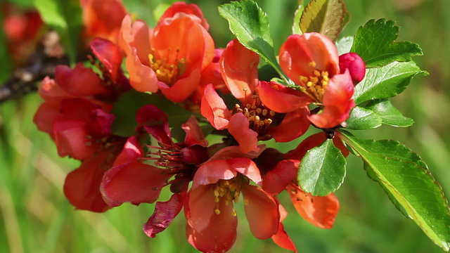 Japanische Zierquitte - Chaenomeles japonica