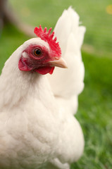 White hen