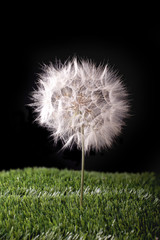 Obraz premium dandelion in the grass