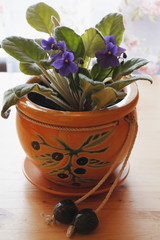 violets in pot