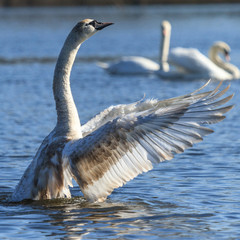 swan