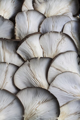 Fototapeta premium some mushrooms at street market
