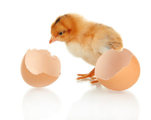 Little chicken with eggshell isolated on white