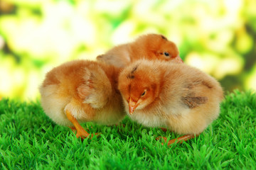 Little chickens on grass on bright background