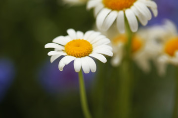 Obraz premium Beautiful wild camomiles, outdoors