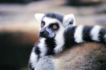 Ringtailed lemur (Lemur catta) © robepco