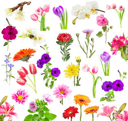 Fototapeta premium Collage of blooming flowers