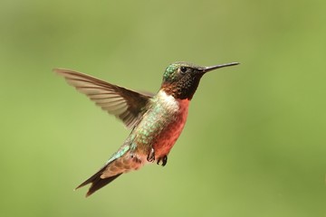 Fototapeta na wymiar Unosząc Hummingbird