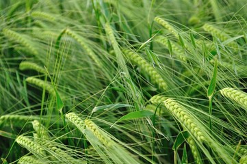 Green wheat texture on a grain field in spring