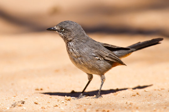 Chestnut-vented tit-babbler sitting