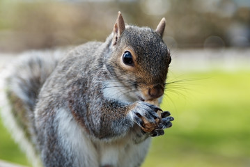 Naklejka na ściany i meble Grey squirrel