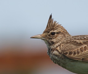 Crested Lark, Galerida cristata