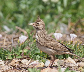 Crested Lark, Galerida cristata