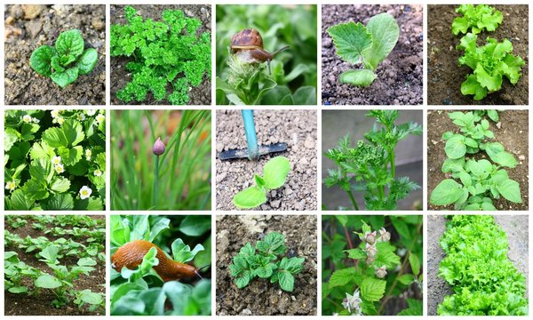 montage de jardinage