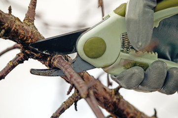 Man with gloves is cutting branches from tree