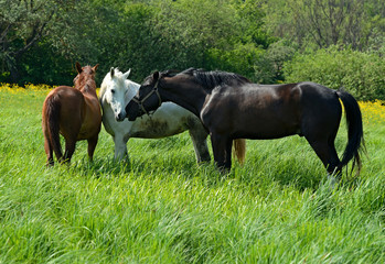 Fototapeta premium Horse