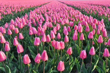 Field with pink tulips in early morning spring sunlight